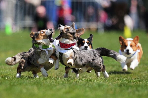 Корги соревнуются во время забега Czech Corgi Run в Праге, Чехия. - Sputnik Казахстан