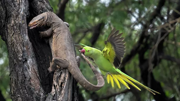 Снимок Parakeet biting Monitor lizard фотографа Hira Punjabi, занявший 2 место в категории Forests в конкурсе Environmental Photography Award 2026 - Sputnik Казахстан