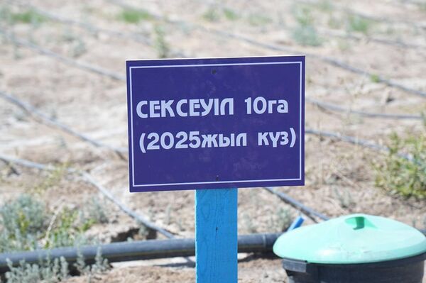 Результаты лесомелиоративных работ, проведенных на осушенном дне Аральского моря
 - Sputnik Казахстан
