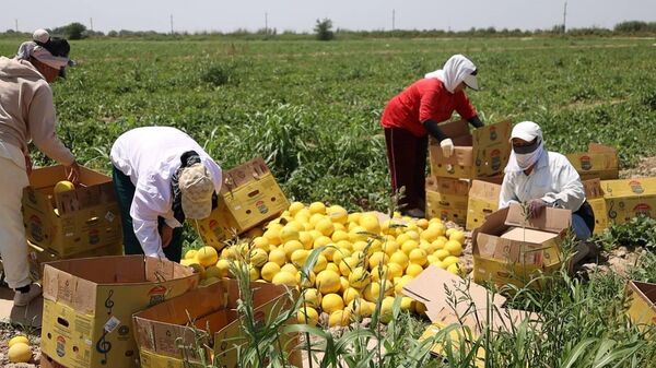 Түркістан облысының диқандары қауынның алғашқы өнімін жинай бастады - Sputnik Қазақстан
