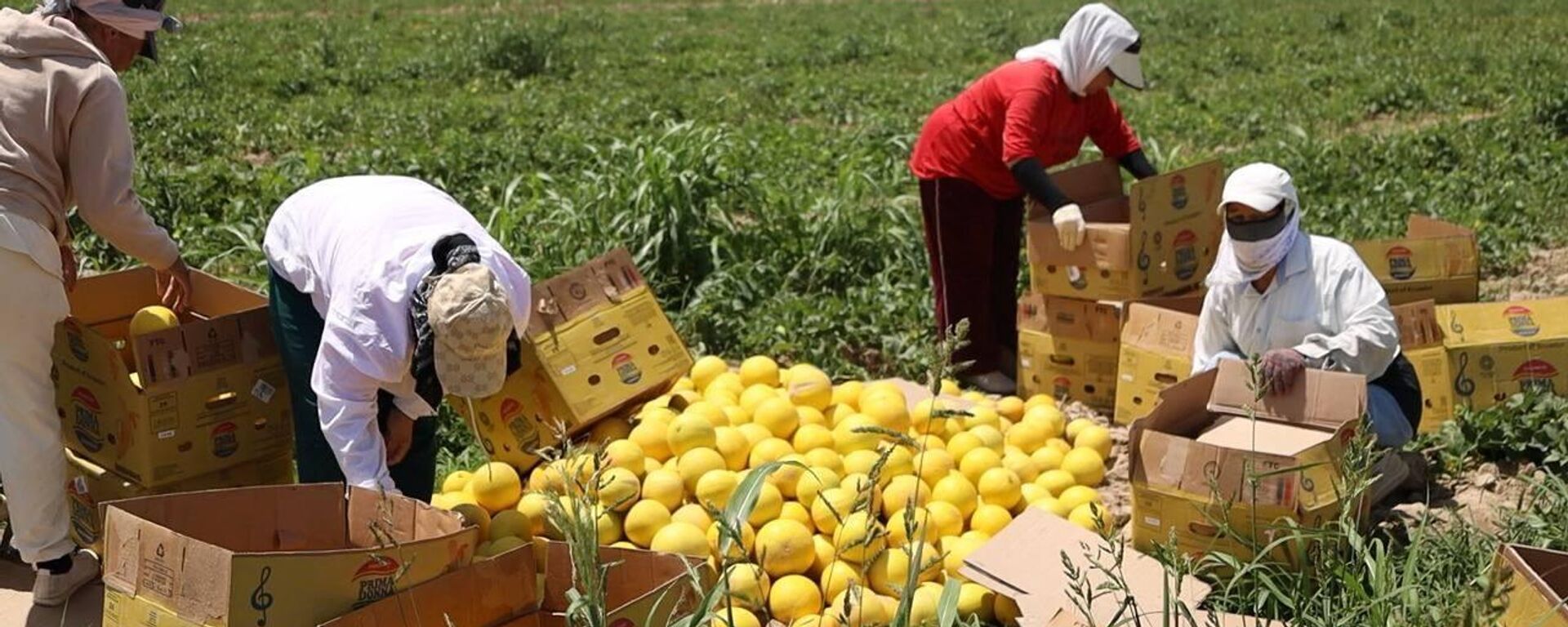 Түркістан облысының диқандары қауынның алғашқы өнімін жинай бастады - Sputnik Қазақстан, 1920, 18.05.2026