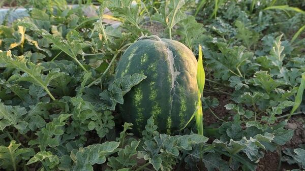 Түркістан облысының диқандары алғашқы қарбыз өнімін жинай бастады - Sputnik Қазақстан