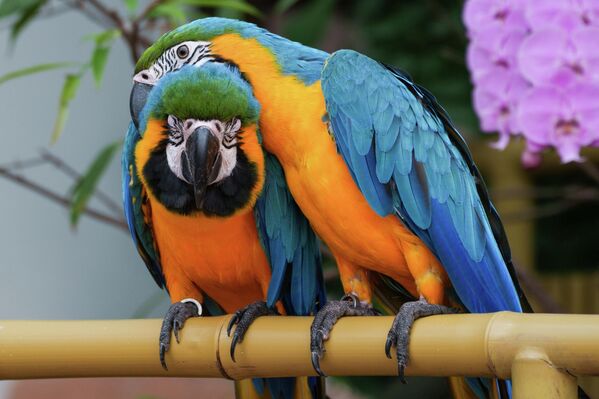 Сине-желтые ара в вольере пекинского парка дикой природы Beijing Wildlife Park, Китай - Sputnik Казахстан