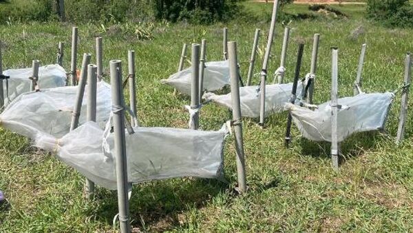 Қазақстан мен Қытай ғалымдары шегірткеге қарсы экологиялық таза биопрепаратты сынақтан сәтті өткізді - Sputnik Қазақстан