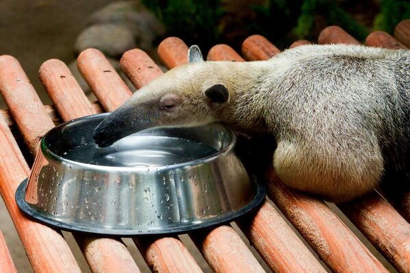 Муравьед в вольере пекинского парка дикой природы Beijing Wildlife Park - Sputnik Казахстан