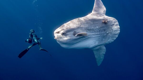 Снимок A giant oceanic sunfish фотографа Anita Verde, ставший финалистом в категории Human Connection: People & Ocean Planet Award конкурса Ocean Photographer of the Year 2026 - Sputnik Казахстан