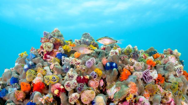 Снимок Christmas tree worms фотографа Shigeno Yuta, ставший финалистом в категории Conservation Hope  конкурса Ocean Photographer of the Year 2026 - Sputnik Қазақстан
