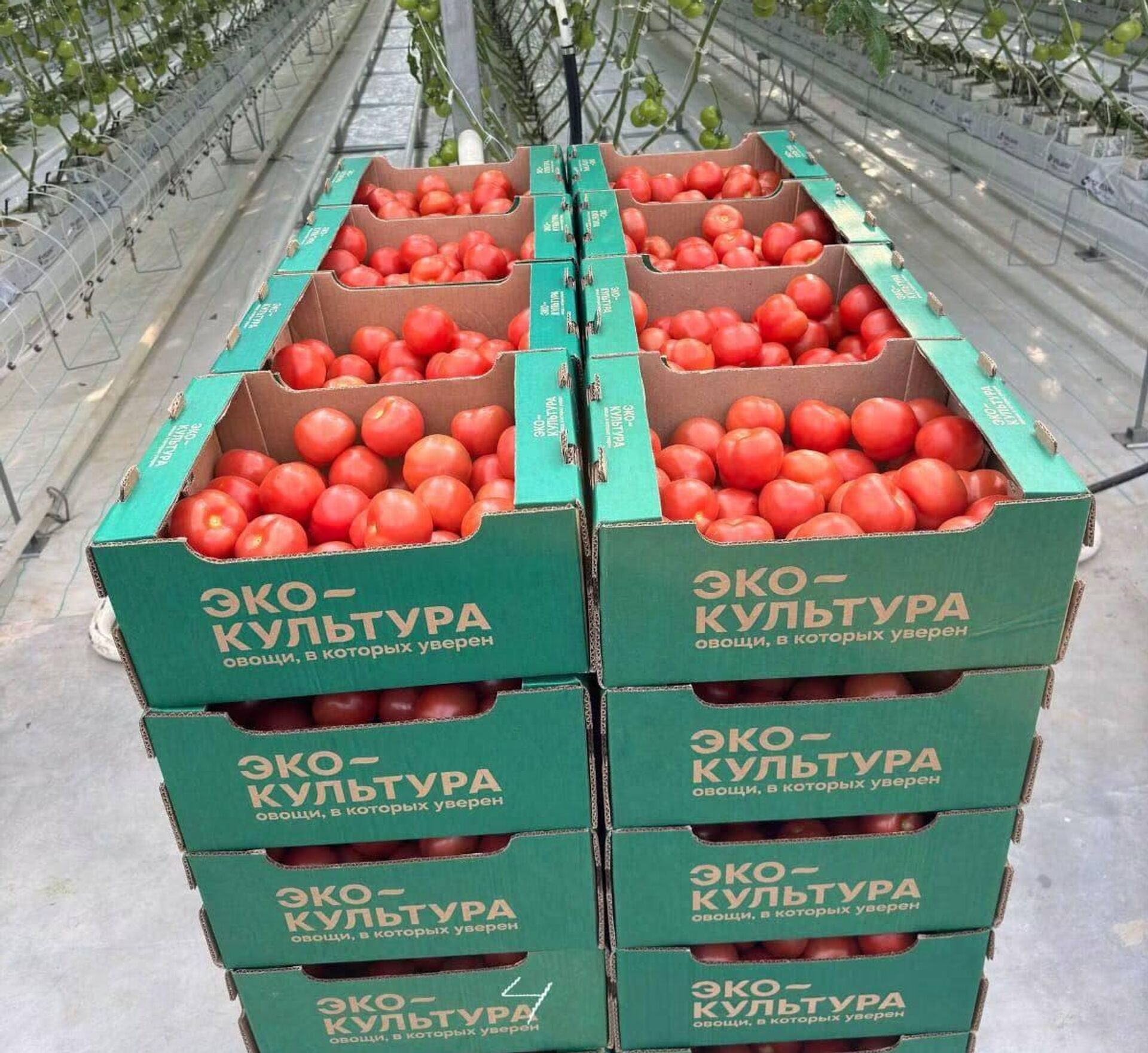 Самую большую в мире теплицу запустят в Казахстане к 1 декабря 2026 года Самую большую в мире теплицу запустят в Казахстане к 1 декабря 2026 года - Sputnik Қазақстан, 1920, 17.08.2026