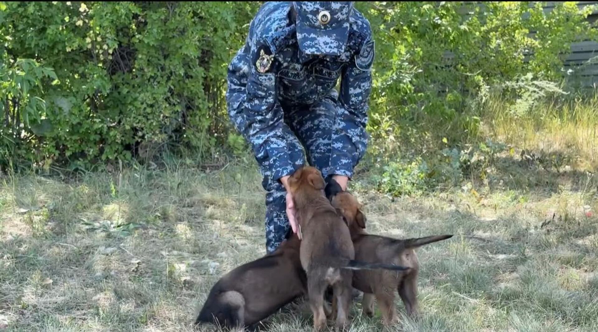 Центр кинологической службы Астаны пополнился маленькими четвероногими помощниками полиции Центр кинологической службы Астаны пополнился маленькими четвероногими помощниками полиции - Sputnik Казахстан, 1920, 20.08.2026