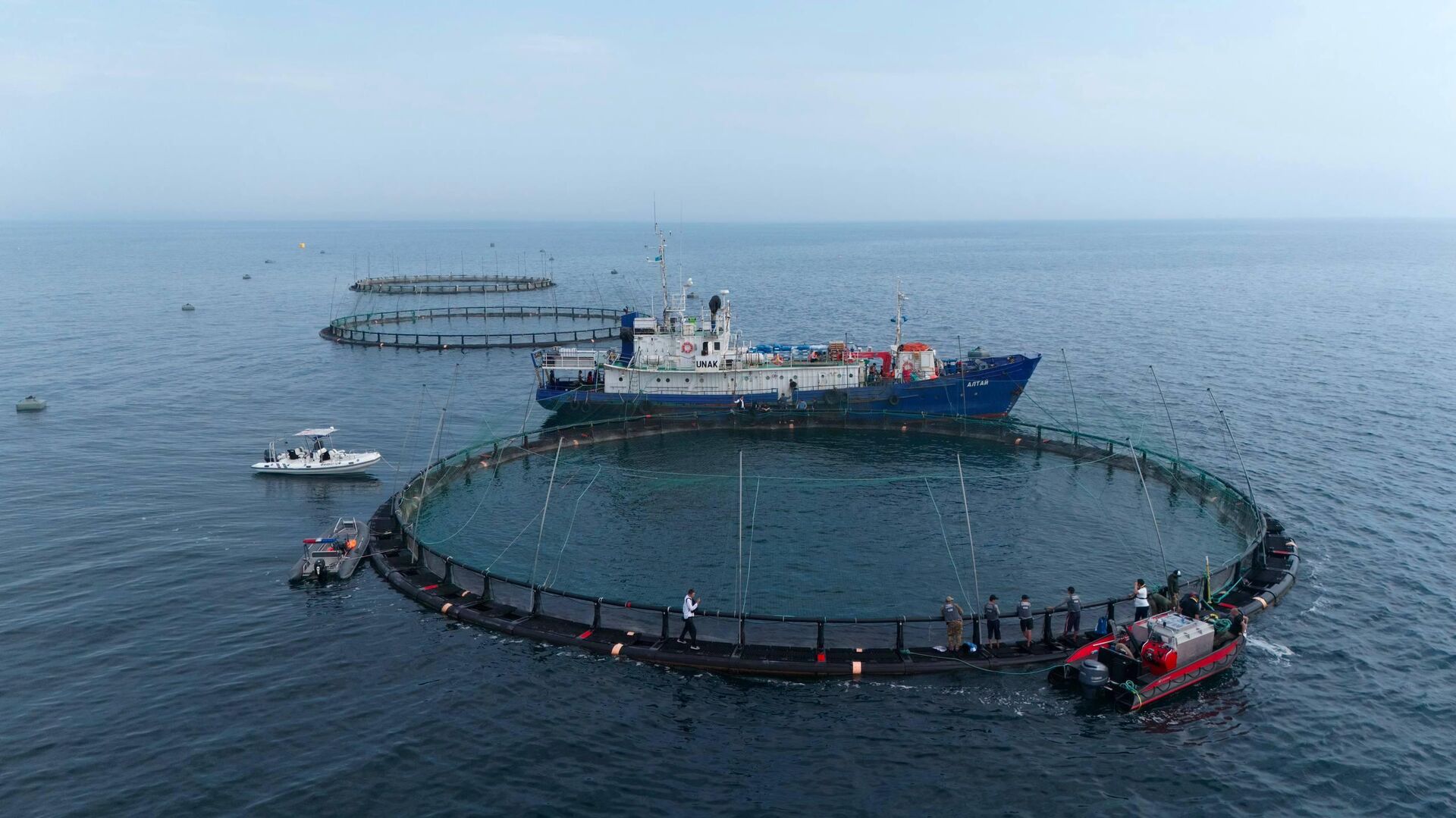 Хозяйство по выращиванию рыбы в Каспийском море ТОО Organic Fish Хозяйство по выращиванию рыбы в Каспийском море ТОО Organic Fish - Sputnik Казахстан, 1920, 26.08.2026