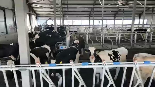 В Казахстане обновляют племенное поголовье для увеличения производства молока и мяса - Sputnik Казахстан