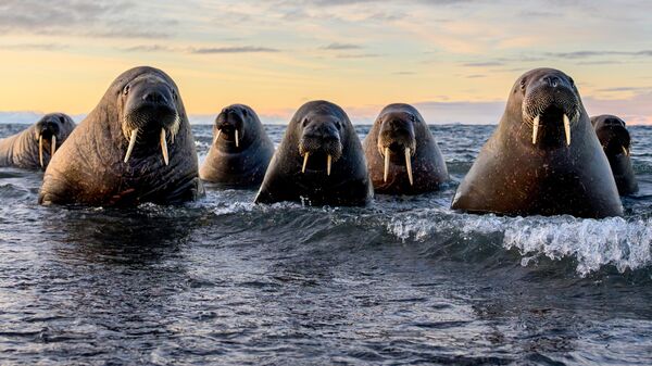 Снимок Sea gangsters польского фотографа Marek Jackowski, ставший финалистом в конкурсе 2026 The Nikon Comedy Wildlife Awards - Sputnik Казахстан