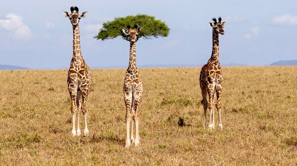 Снимок The different one нидерландского фотографа Dirk Koster, ставший финалистом в конкурсе 2026 The Nikon Comedy Wildlife Awards - Sputnik Казахстан