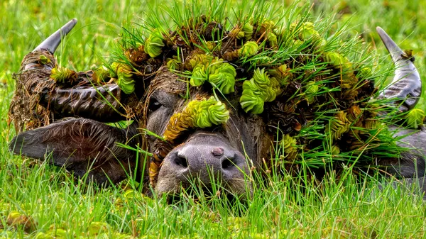 Nikon Comedy Wildlife Awards 2026 фотобайқауы - Sputnik Қазақстан
