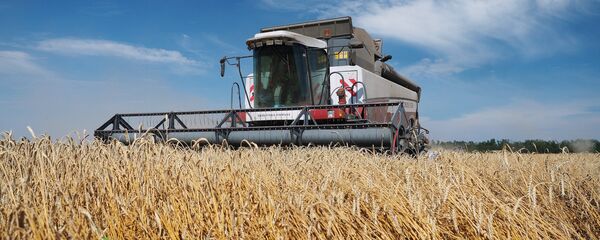 Уборка пшеницы - Sputnik Казахстан