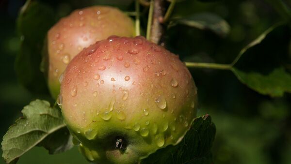 Яблоня после дождя. - Sputnik Казахстан
