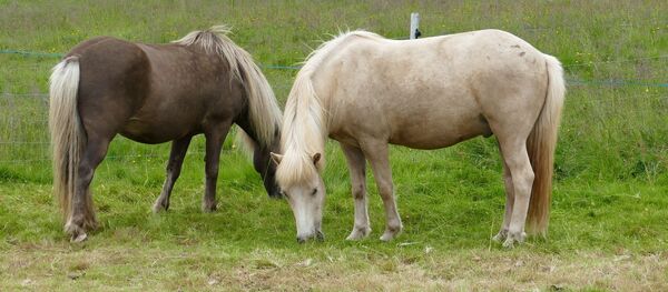 Лошади Лошади - Sputnik Казахстан