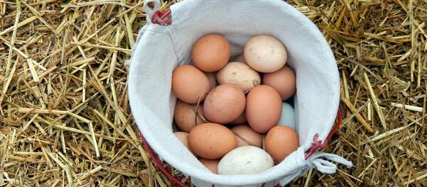 Яйца Яйца - Sputnik Казахстан