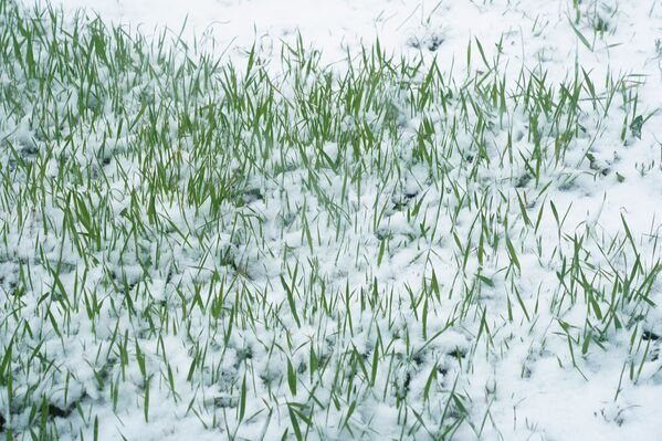 Трава под снегом - Sputnik Казахстан