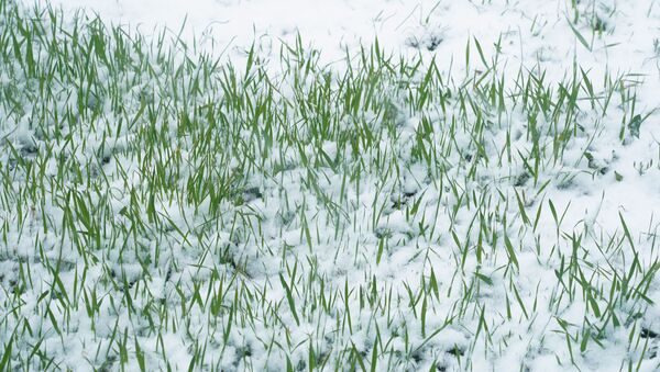 Трава под снегом - Sputnik Казахстан