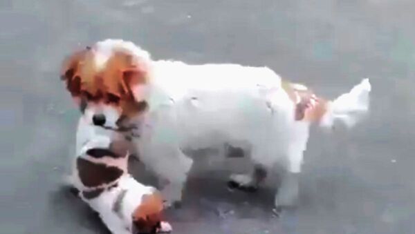 Собака тащит упрямого щенка домой - видео - Sputnik Казахстан