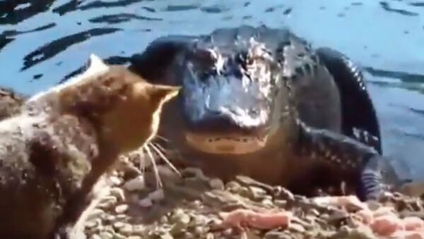 Кот атакует крокодила -  видео - Sputnik Казахстан