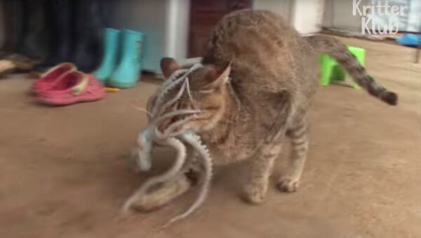 Кот украл осьминога - видео - Sputnik Казахстан