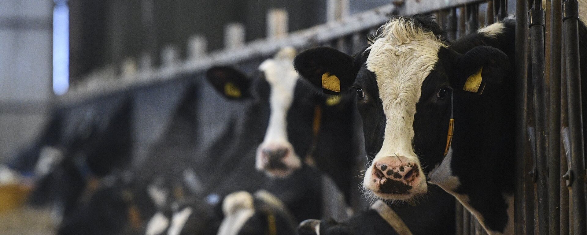 Коровы на ферме  - Sputnik Казахстан, 1920, 28.02.2026