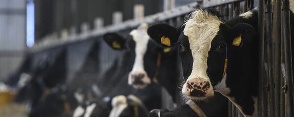 Сиырлар - Sputnik Қазақстан