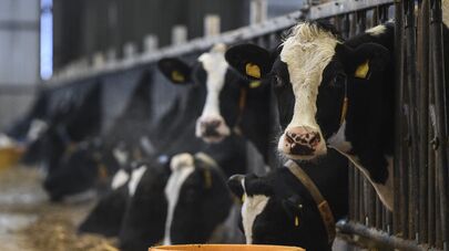 Архивное фото коров на ферме