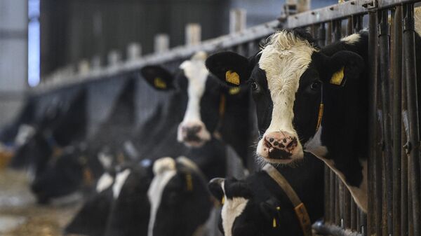 Коровы на ферме  - Sputnik Казахстан