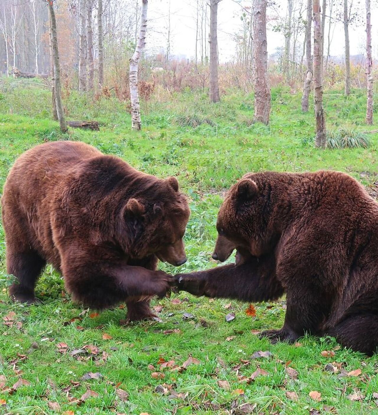 Тянь-Шанский бурый медведь попал на видео в Алматинской области -  17.02.2021, Sputnik Казахстан
