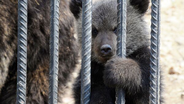 Медвежонок смотрит сквозь решетку - Sputnik Казахстан
