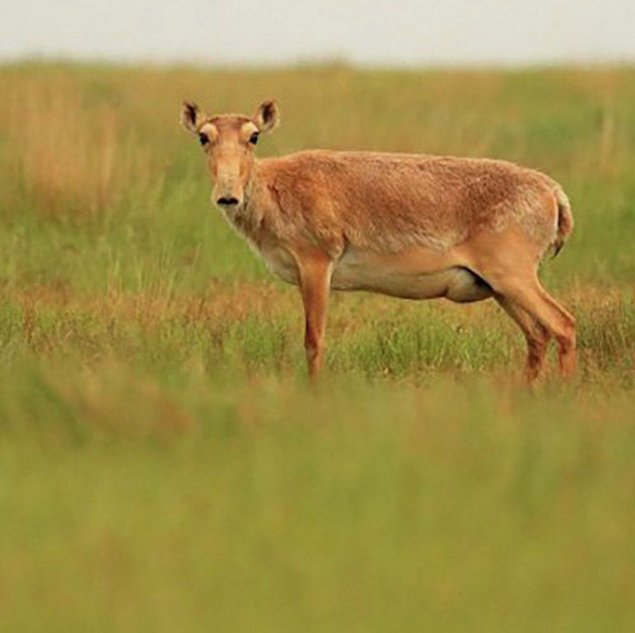 Кинотеатрдағы жыныстық қатынас