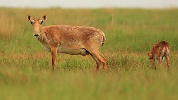 киік - Sputnik Қазақстан