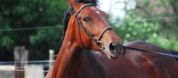 Конь - Sputnik Казахстан