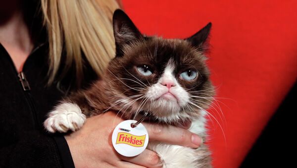 Самая сердитая кошка в мире - Grumpy Cat - Sputnik Казахстан