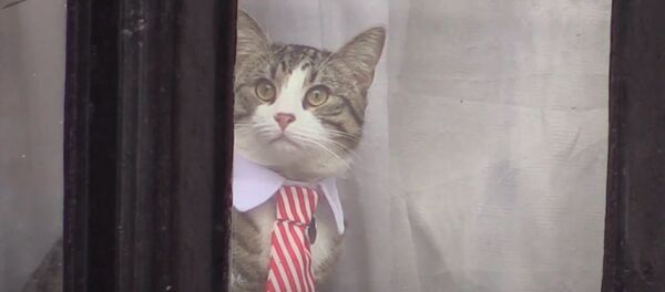 Кот из окна посольства Эквадора следил за репортерами во время допроса Ассанжа - Sputnik Казахстан