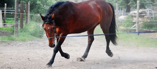 Конь, иллюстративное фото Конь, иллюстративное фото - Sputnik Казахстан