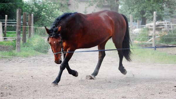 Конь, иллюстративное фото - Sputnik Казахстан