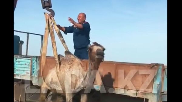 Нефтяники спасли застрявшего между трубами верблюжонка в Мангистау - видео - Sputnik Казахстан