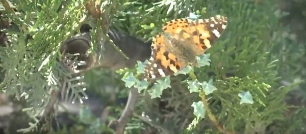 Нашествие бабочек испугало жителей Актау - Sputnik Казахстан