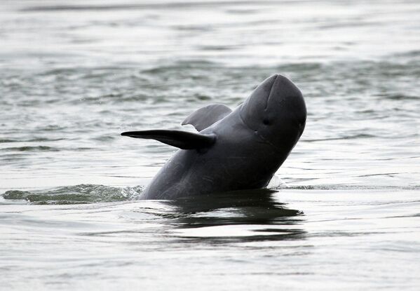 Иравадийский дельфин плавает в реке Меконг - Sputnik Казахстан