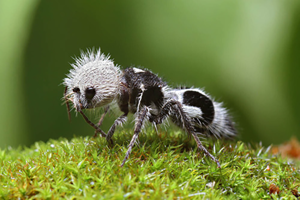 Вид ос, из-за необычной внешности прозванный муравьем-пандой - Sputnik Казахстан