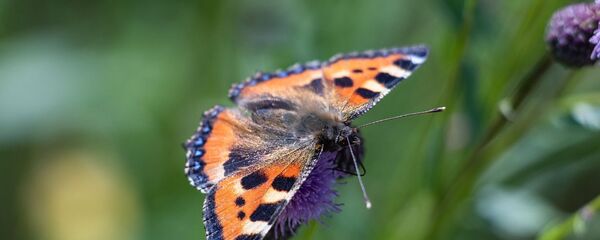 Бабочка-крапивница - Sputnik Казахстан