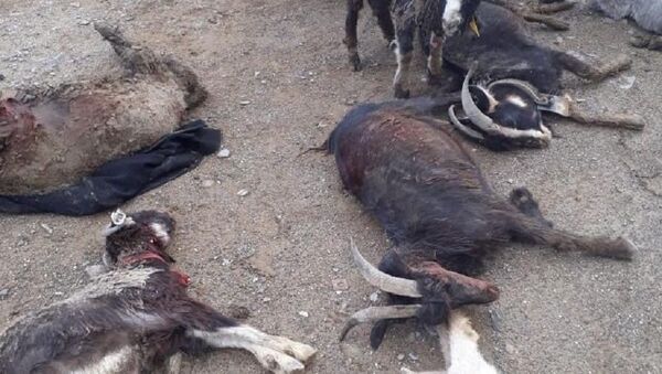 Градом убило коз в Мангистау - Sputnik Казахстан