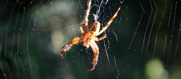 Паук плетет паутину, архивное фото Паук плетет паутину, архивное фото - Sputnik Казахстан