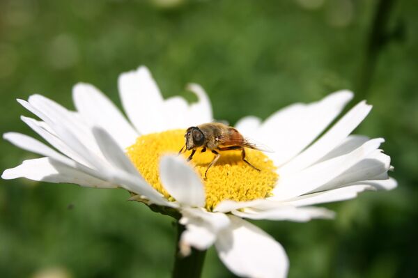 В основном солнечно - какой будет погода в Казахстане 27 мая - Sputnik Казахстан