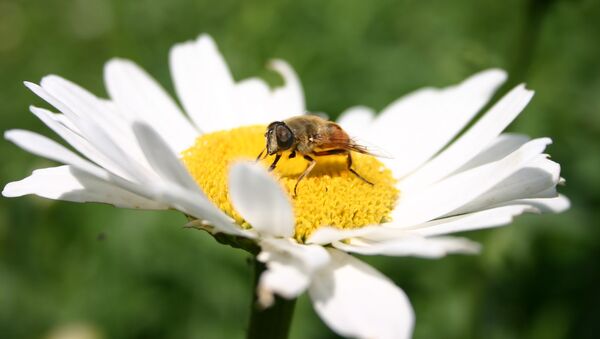 Пчела собирает пыльцу ромашки, архивное фото - Sputnik Казахстан