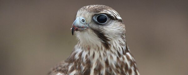 Архивное фото сокола Архивное фото сокола - Sputnik Казахстан